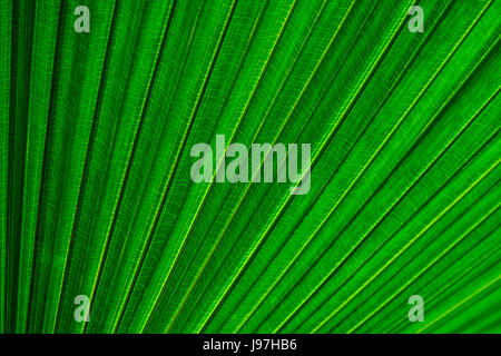 Close-up di foglia di palma Foto Stock