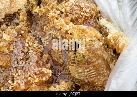 Questo un piccolo nido rimosso dall'attico di una casa residenziale di Los Angeles, California, USA. Foto Stock