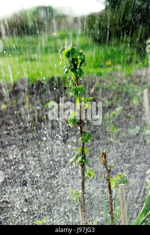 Ribes nero stelo essendo irrigato Foto Stock