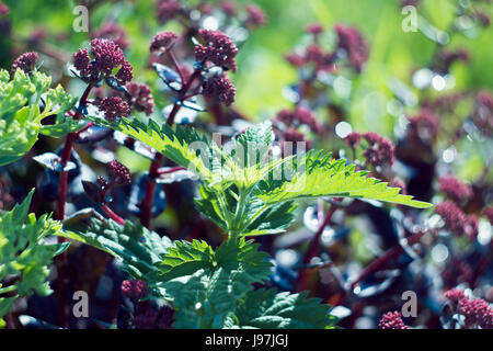 Sensazioni puntorie ortiche crescente nell'orto giardino d'estate. Foto Stock