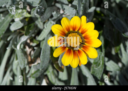 Solo il rosso e il giallo gazania con naturale verde argenteo lascia come sfondo. Profondità molto piccola e concentrarsi solo sul gazania testa di fiori Foto Stock