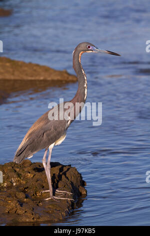 L'airone tricolore (Egretta tricolore) pesca, Galveston, Texas, Stati Uniti Foto Stock