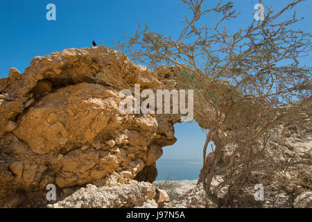 Nei pressi dell'oasi di Ein Gedi sullo sfondo il Mar Morto in Israele in primavera Foto Stock