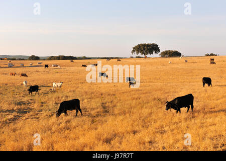 Il pascolo di bestiame in Avis, Alentejo. Portogallo Foto Stock