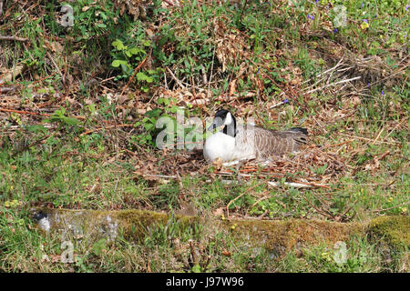 Canada Goose seduta sul nido, incubare uova. Foto Stock