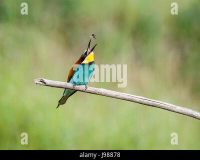 Europeo coloratissimo Gruccione (Merops apiaster), Koros-Maros National Park, la contea di Békés, Ungheria appollaiate su un ramo con becco aperto cattura un'ape Foto Stock