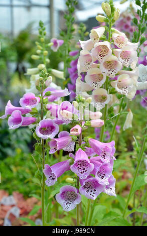 Bella viola e bianco foxglove fiori in piena fioritura Foto Stock