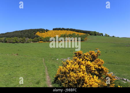 Cateran Trail tra Alyth e Kirkton Of Glenisla Scozia Maggio 2017 Foto Stock