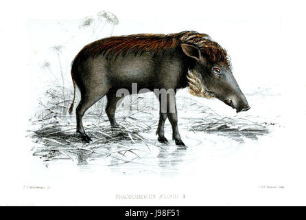 PhacochoerusAellaniKeulemans Foto Stock