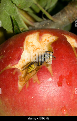 Danni della Vespa Foto Stock