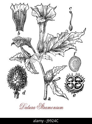Vintage illustrazione della Datura stramonium con a forma di tromba fiori, utilizzato nella medicina tradizionale per alleviare l'asma. È anche allucinogena e deliriant, tossici in quantità. Foto Stock