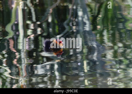 I giovani baby coot anatroccolo e genitore in calma acqua su un inizio di giornata estiva Foto Stock