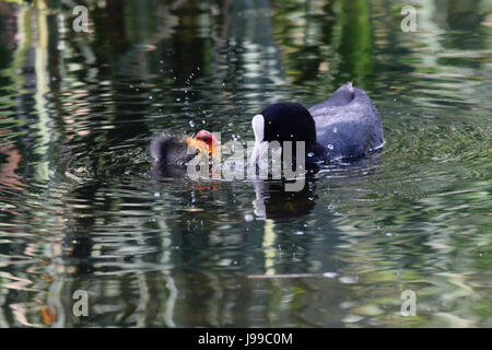 I giovani baby coot anatroccolo e genitore in calma acqua su un inizio di giornata estiva Foto Stock