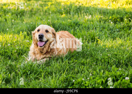 Vecchio golden retriever cane Foto Stock