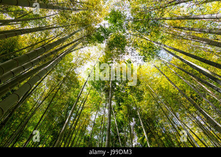 Foresta di Bamboo a Kamakura nr Tokyo Giappone Foto Stock