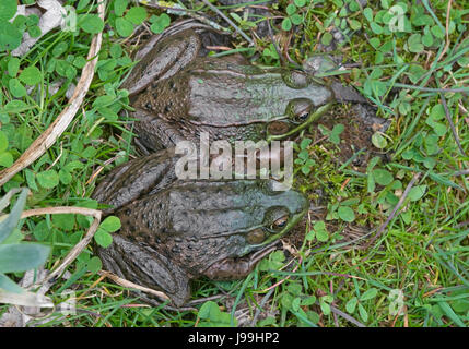 Rana Verde (Rana clamitans o Lithobates clamitans), E STATI UNITI D'AMERICA Foto Stock