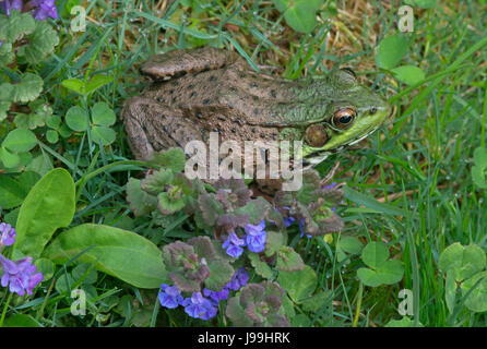 Rana Verde (Rana clamitans o Lithobates clamitans), E STATI UNITI D'AMERICA Foto Stock