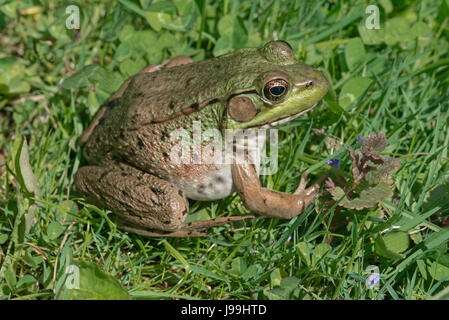 Green Frog (Rana clamitans o Lithobates clamitans), e USA, by Skip Moody/Dembinsky Photo Assoc Foto Stock