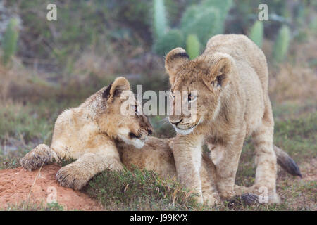 Due giocoso lion cubs giocare insieme senza una nebbiosa mattina, avvistato su un game drive a Kariega Game Reserve, Eastern Cape, ZA Foto Stock