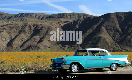 Turchese/Bianco 1957 Chevy Bel Air 2 porte Hardtop auto classica in piedi in un mare di fiori selvatici - Superbloom Anza-Borrego Desert State Park Foto Stock