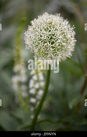 Un close-up di Allium 'Mount Everest", una grande white allium della RHS Chelsea Flower Show 2017, London, Regno Unito Foto Stock