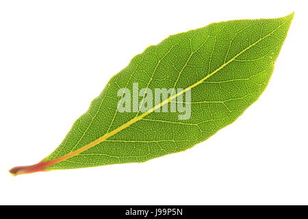 foglia di alloro Foto Stock