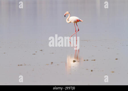 Lone flamingo su Larnaca Salt Lake, Cipro. Foto Stock