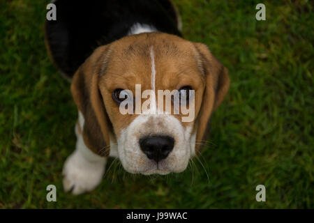 Beagle puppy in un campo di erba Foto Stock