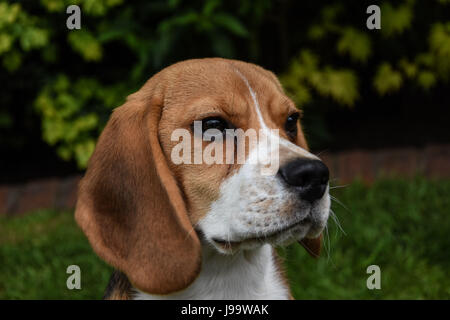 Beagle puppy in un campo di erba Foto Stock