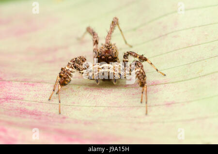 Jumping spider. specie Portia.sp. che si trovano in Malesia. Foto Stock