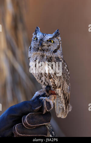 Captive Screech-Owl occidentale (Megascops kennicottii) dei gestori e la mano Foto Stock
