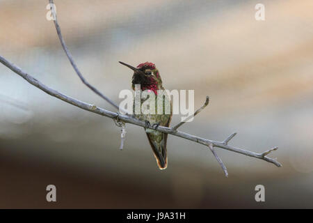 Anna (hummingbird Calypte anna) appollaiato sul ramo di albero. Foto Stock