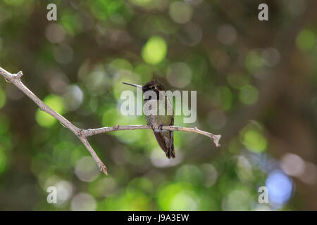 Anna (hummingbird Calypte anna) appollaiato sul ramo di albero. Foto Stock