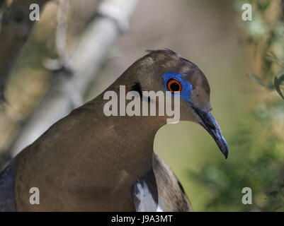 Bianco-winged colomba (Zenaida asiatica), primo piano della sua testa. Foto Stock