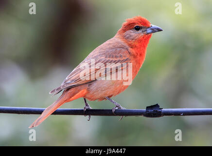 Tanager epatica )Piranga flava) maschio sul pesce persico. Foto Stock