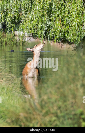 Bushy Park, West London. Il 1 giugno 2017. Regno Unito Meteo. Un cervo in Bushy Park, West London, combina un bagno di raffreddamento con un boccone di colazione. Solo un altro occupato, multi-tasking londinese. Credito: Pietro Brydon/Alamy Live News Foto Stock