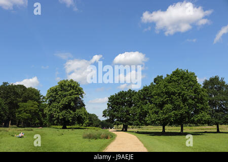 Richmond Park, London, Regno Unito. Il 1 giugno, 2017. Una bella giornata di sole a Richmond Park nel sud-ovest di Londra. Credito: Julia Gavin UK/Alamy Live News Foto Stock