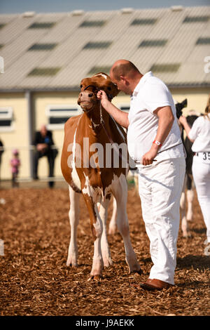 Shepton Mallet, UK. Il 1 giugno, 2017. Bagno e West Show 2017. James Thomas/Alamy Live News Foto Stock