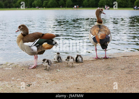 Londra, Regno Unito. Il 1 giugno, 2017. Le anatre e le ochette Credito: Dinendra Haria/Alamy Live News Foto Stock