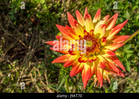 Un giallo dahlia con rosso con punta di petali in un campo nella città di Duvall, Washington. Foto Stock