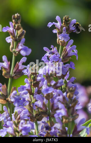 Un'ape Anthophila su un comune impianto di salvia in fiore, Salvia officinalis, che viene utilizzato in molti rimedi a base di erbe e ha viola fiori blu all'inizio di somma Foto Stock