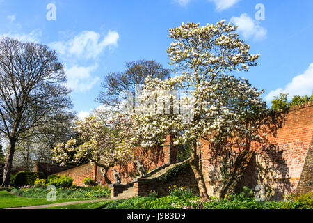 Magnolie inizio a fiorire in Waterlow Park, Highgate, London, Regno Unito Foto Stock