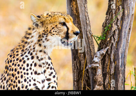 Cheetah seduto sotto agli alberi e guardando dopo i nemici nel Serengeti Foto Stock