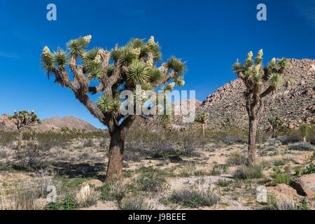 Joshua alberi in fiore nel parco nazionale di Joshua Tree, CALIFORNIA, STATI UNITI D'AMERICA Foto Stock
