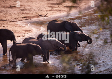 Profilo, bere acqua potabile, bavaglini, eco, gioco, torneo, riprodurre, riproduzione, gioca, Foto Stock