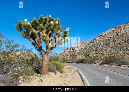 Joshua alberi in fiore nel parco nazionale di Joshua Tree, CALIFORNIA, STATI UNITI D'AMERICA Foto Stock