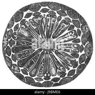 Trans. Linn. Soc. Londra Volume 20 piastra 23 Figura C Foto Stock