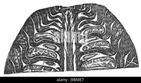 Trans. Linn. Soc. Londra Volume 20 piastra 23 figura D Foto Stock