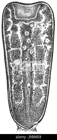 Trans. Linn. Soc. Londra Volume 20 piastra 23 Figura G Foto Stock