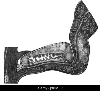 Trans. Linn. Soc. Londra Volume 20 piastra 24 Figura B Foto Stock